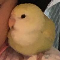 コザクラインコに関して すごい発見 しました 試してみてください Yahoo 知恵袋