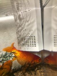 金魚について質問です ここ数日で家で飼っている金魚のお腹が急激に膨れて Yahoo 知恵袋