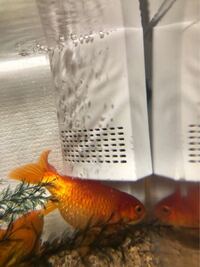 金魚とメダカを飼いたいのですが 気学を学んでいる知人が 気学で Yahoo 知恵袋