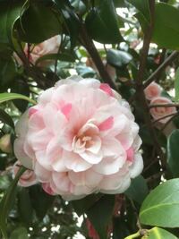 英語で乙女椿ってなんていいますか 学名はcamell Yahoo 知恵袋