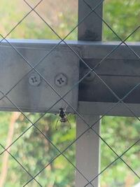 写真の虫が 北西側に面している窓に集まってきます 窓を開けていないのに室内に入っ 教えて 住まいの先生 Yahoo 不動産