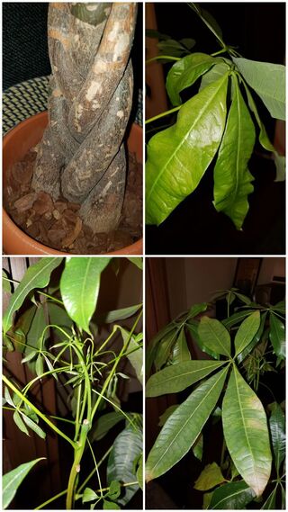 昨年 夏くらいにikeaで購入したパキラの元気がなくなってきました 観葉植物 Yahoo 知恵袋