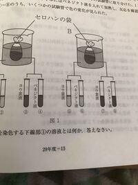 下記の問題で溶液とは何かとの問いに 答えが酢酸カーミン溶液なのですが こ Yahoo 知恵袋