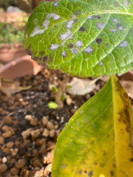 アジサイ 葉 枯れる 紫陽花 葉 枯れる