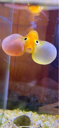 水泡眼という金魚には何のために目の下に袋が付いてるんですか 破れるし視界も Yahoo 知恵袋