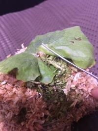 パスワード 質問です ポケモンブラック ホワイトで ヒウンシティと４番道 Yahoo 知恵袋