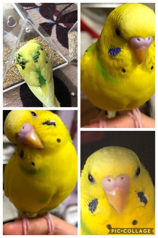 インコ 鳴き声 セキセイ