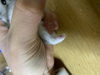 今朝 猫が後ろ足で地団駄踏んでました タップダンスみたく Yahoo 知恵袋