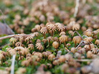 沼地や 田んぼの周りに生えている 棒付きフランクフルトみたいな植物の名前は Yahoo 知恵袋