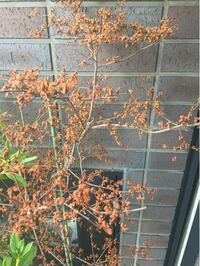 鉢植えのオリーブの葉っぱが丸まってしまいました 根が詰まっていた Yahoo 知恵袋