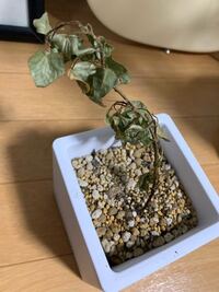 アイビー 観葉植物 がしおれてきてしまいました 直径10センチぐ Yahoo 知恵袋