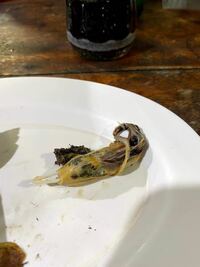 にたり貝 という貝をご存知ですか 海に生息している貝です こ Yahoo 知恵袋