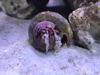 海水魚水槽で飼っているマガキ貝ですが ぜんぜん動かないの Yahoo 知恵袋