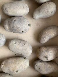 3月に初めてじゃがいもを植えようと思っています 種芋を買ってきてダンボ Yahoo 知恵袋