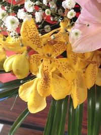 この黄色い花の名前は何ですか モカラ サンセットという品種に似てます Yahoo 知恵袋