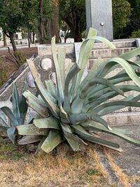 広島平和記念公園にとても大きなアロエみたいな植物がありましたが何という植物でしょうか？よろしくお願いします。 北海道人なのでこのような植物が屋外で地植えされているだけで珍しく感じでしまいます。