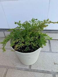 同じ種の植物でも 日陰と日なたの植物の葉と茎の長さは 日陰の方 Yahoo 知恵袋