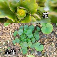 田んぼの隣にある用水路にチドメグサの様な植物を見つけ冬場にも青々 Yahoo 知恵袋