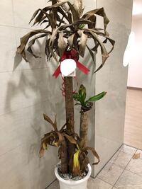 自力で育てると高価で売れる植物はありますか 沢山ありますね Yahoo 知恵袋