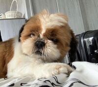 病気などしない強い犬種は 現在 犬を飼ってますが先天的な病気とか 犬種に Yahoo 知恵袋