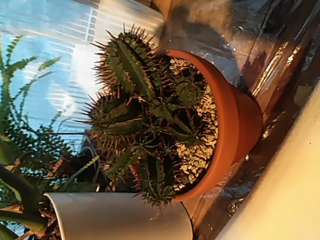 今日買ってきたこのサボテン お店で見てトゲが茶色いけど こう Yahoo 知恵袋