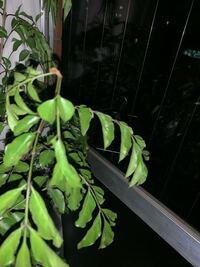 観葉植物の葉がシナって下を向きだしたら枯れる前兆ですか Yahoo 知恵袋