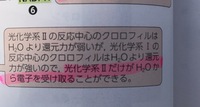 ワンピースで不死鳥のマルコとアニメオリジナルの話で出てくる不 Yahoo 知恵袋