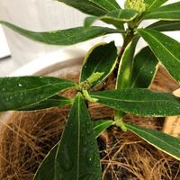 沈丁花についてですが 挿し木で発根後鉢に植え替えしました 新芽が伸びたのですが Yahoo 知恵袋