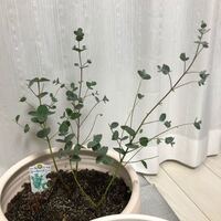 ユーカリ植え替えについて 詳しい方教えてください ユーカリグニー3号 Yahoo 知恵袋