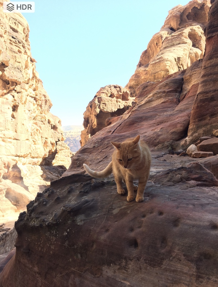 ネコとトラは実際ご対面すると仲はどうでしょうか？ - ネコの 