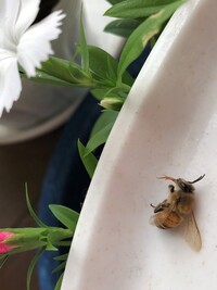 押し花に使う乾燥シートはどこで買えますか 押し花を作り Yahoo 知恵袋
