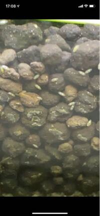 これはカイミジンコですか ちょっと画素粗いですけど こんにちは はい Yahoo 知恵袋