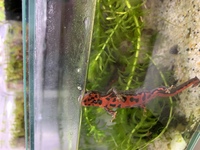 イモリの水槽について 掃除をしてくれるヤマトヌマエビか丸っこい貝を入 Yahoo 知恵袋