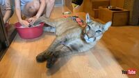 少し過激な野良猫のしつけ方先日 友人が猫を捕獲したそうです その猫 Yahoo 知恵袋