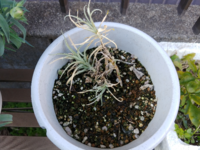 鉢植えのカーネーションの蕾が咲きません 毎年母の日に綺麗な鉢植えのカーネー Yahoo 知恵袋