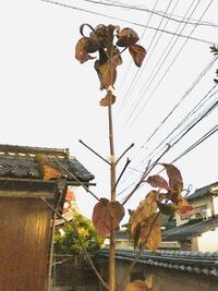 ハナミズキの透かし剪定をするとき 花芽を置いといて 葉芽はほとんど切っ Yahoo 知恵袋