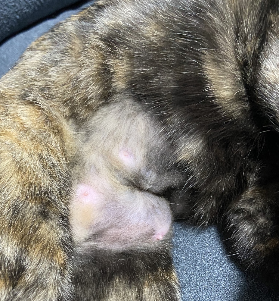 猫乳腺炎2/7に避妊手術を行った1歳半の雌猫です。手術のため、腹部 