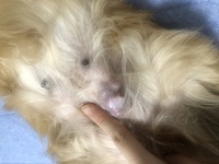 犬が私の腕にしがみ付き 腰を振ってきます ミニチュアダックス Yahoo 知恵袋