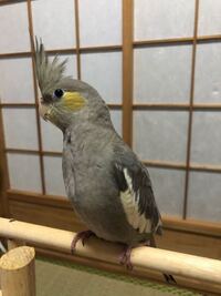 うちのオカメインコちゃんは多分メスなのに鳴き声がうるさいです 生後５ヵ月 お迎 Yahoo 知恵袋