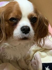 至急お願い致します 肛門線が破裂 破れたようです 14歳のキャバリアで Yahoo 知恵袋