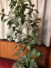 観葉植物に土の虫 園芸に詳しい方教えてください 観葉植物 Yahoo 知恵袋