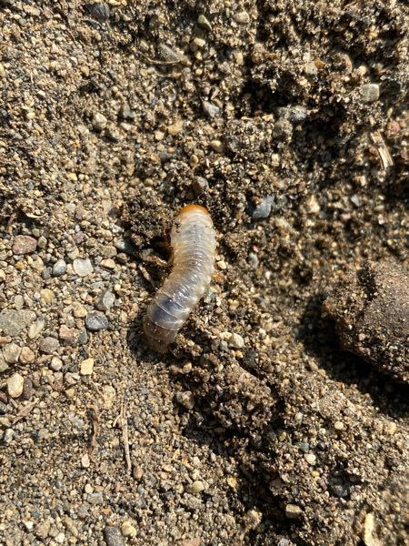 先程息子と公園の砂場で遊んでいたところ、何かの幼虫が出てきました。息子が少し... - Yahoo!知恵袋