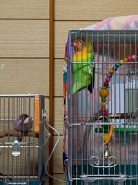 ボタンインコを始めて飼いました インコはしゃべると聞きましたがボ Yahoo 知恵袋