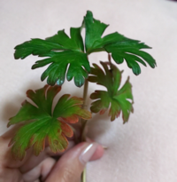 西日に強い植物って何かありますか 玄関先にきれいな花を咲かせ Yahoo 知恵袋
