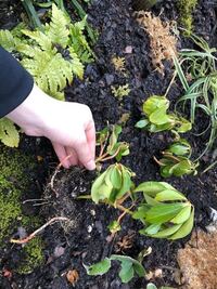 地植えのニチニチソウ 冬越しってできますか 埼玉県南部に住んでます Yahoo 知恵袋