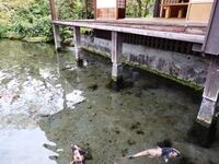 縁側のすぐ下まで池があるような庭 水屋敷 に憧れがあります 教えて 住まいの先生 Yahoo 不動産