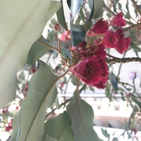 この赤い下向きに咲く花の名前を教え下さい 6 7メートルくらいの木に咲く花で Yahoo 知恵袋