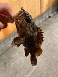 熊本でメバルやカサゴが釣れる良いポイントを教えてください バス釣り Yahoo 知恵袋