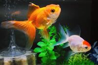 外飼いでオランダ獅子頭と丹頂の小さい子を購入し入れたいのですが Yahoo 知恵袋