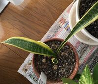 観葉植物の成長速度について質問ですが 初めて観葉植物を購入しようと Yahoo 知恵袋